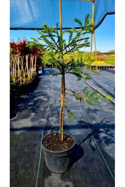 Секвоя вічнозелена - 3л/вис.40-60см/Ø15-25см